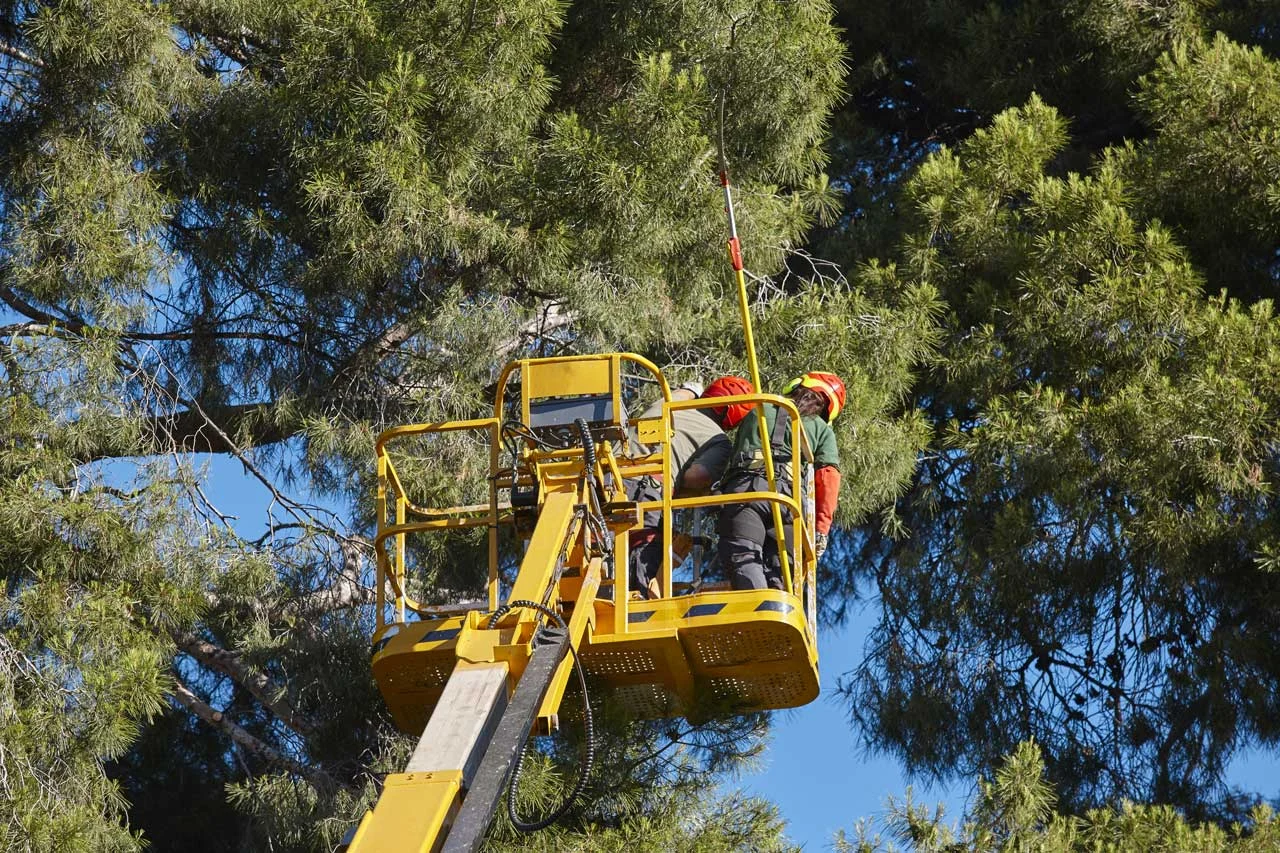 Tree care with a lift, from OFS’s current website