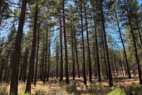 Thinned pine stand with a cleared forest floor near Bend, Oregon