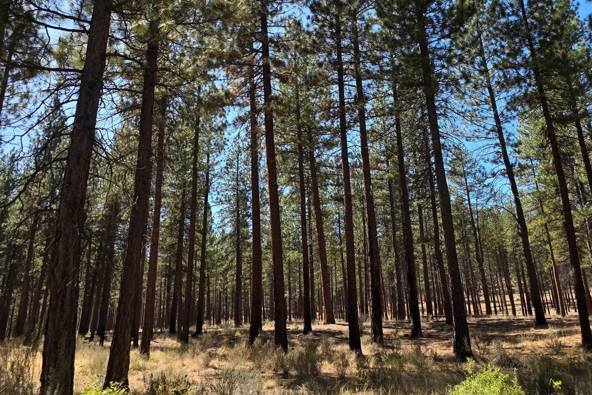Thinned pine stand with a cleared forest floor near Bend, Oregon