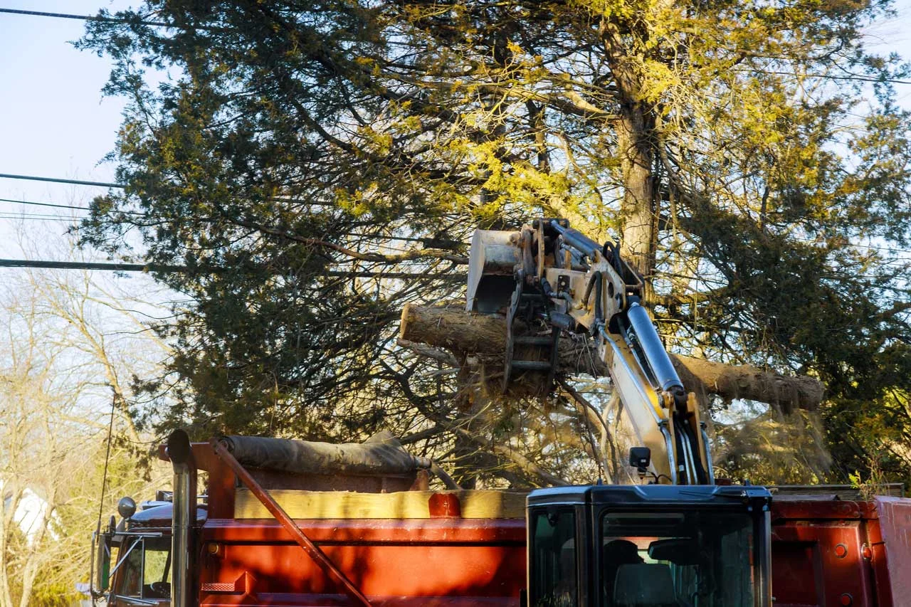 Tree work equipment, from OFS’s current website