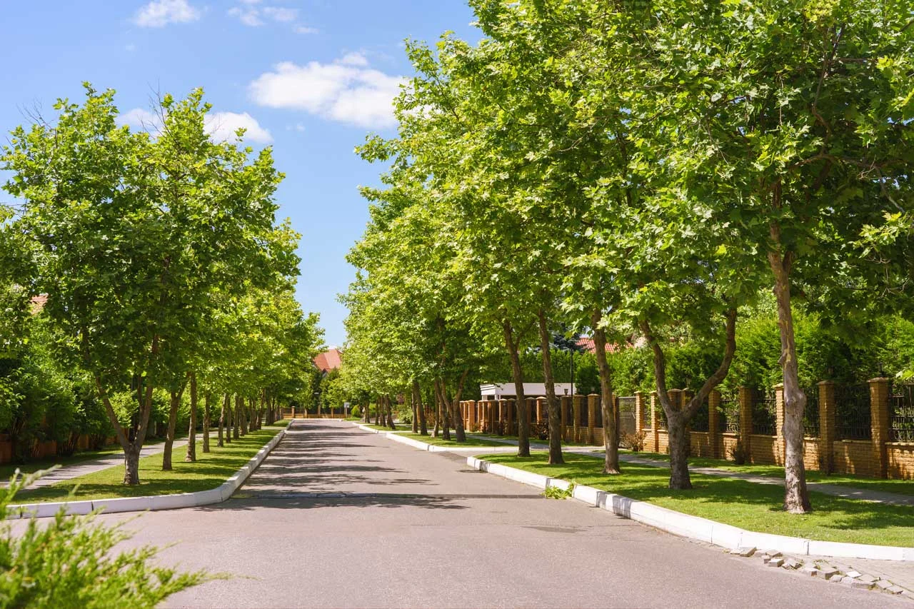 Tree-lined neighborhood, from OFS’s current website