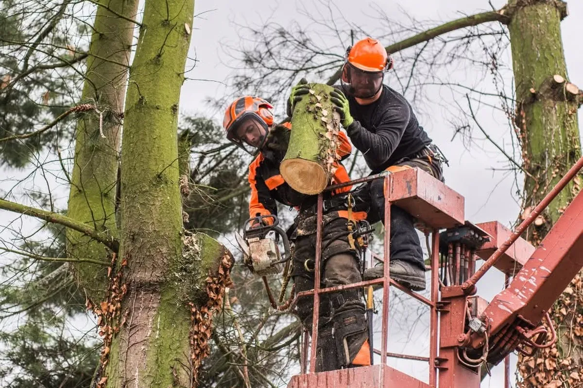 Two-person crew pruning a tree from a lift bucket