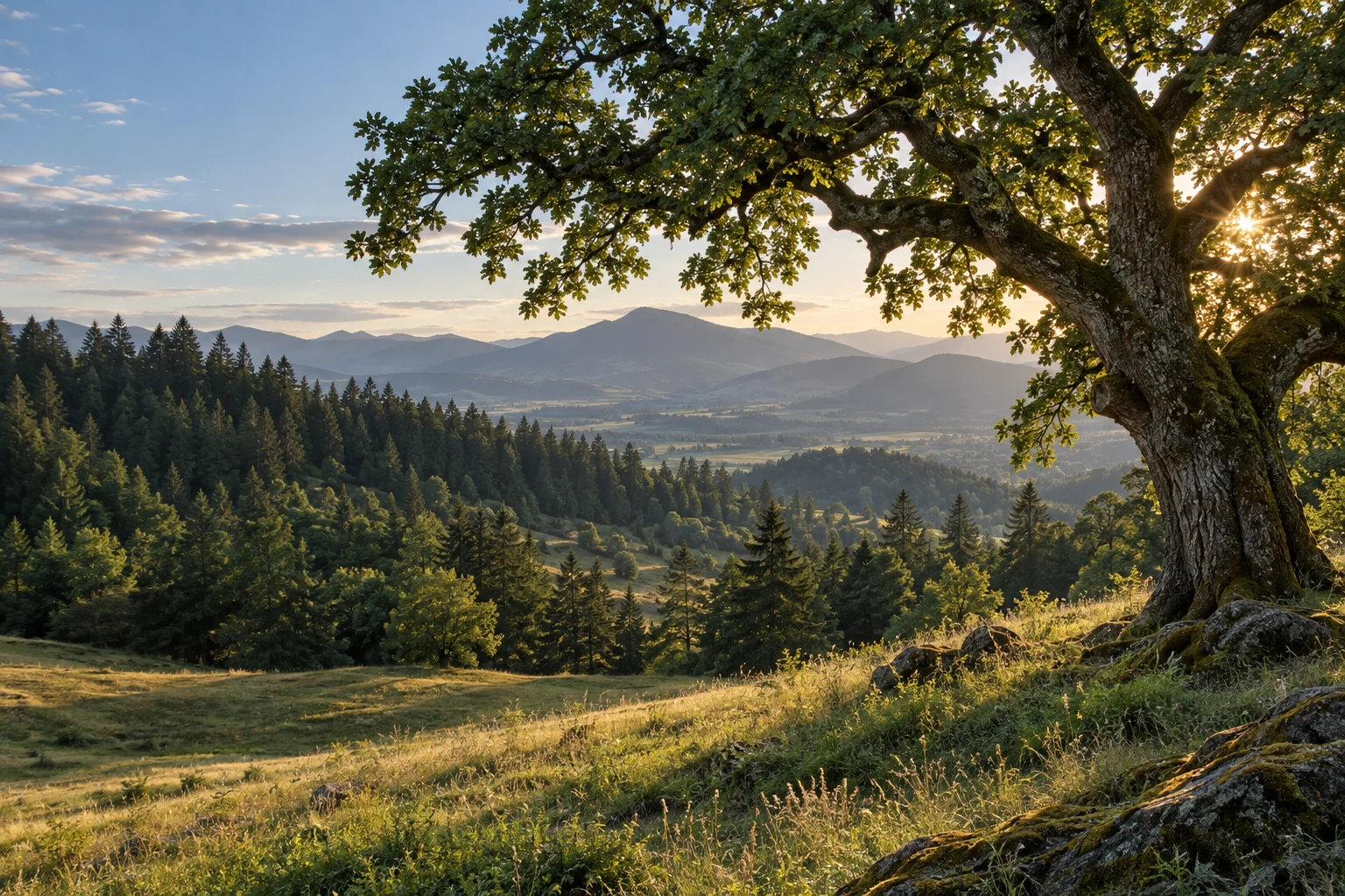 Illustrative oak landscape and wooded hills