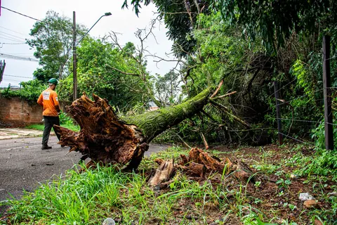 Worker clearing an uprooted tree from a street after a storm
