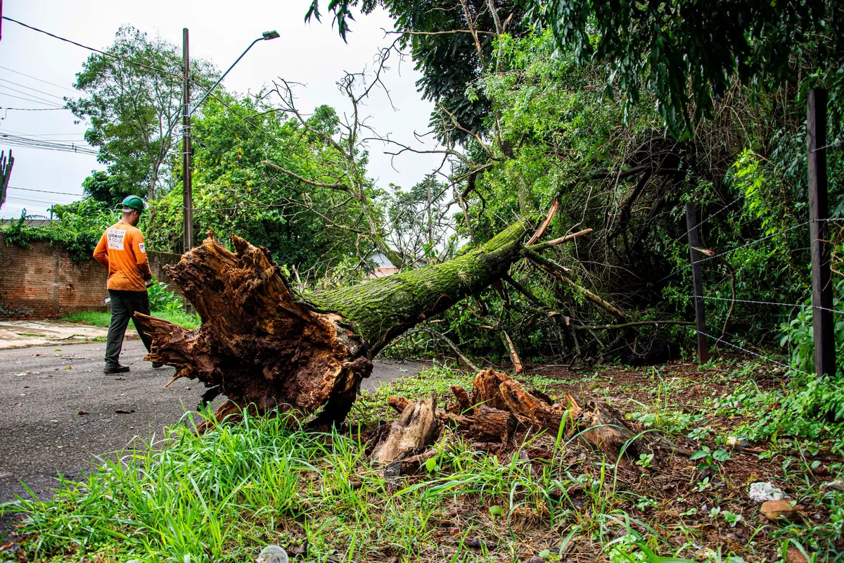 Worker clearing an uprooted tree from a street after a storm