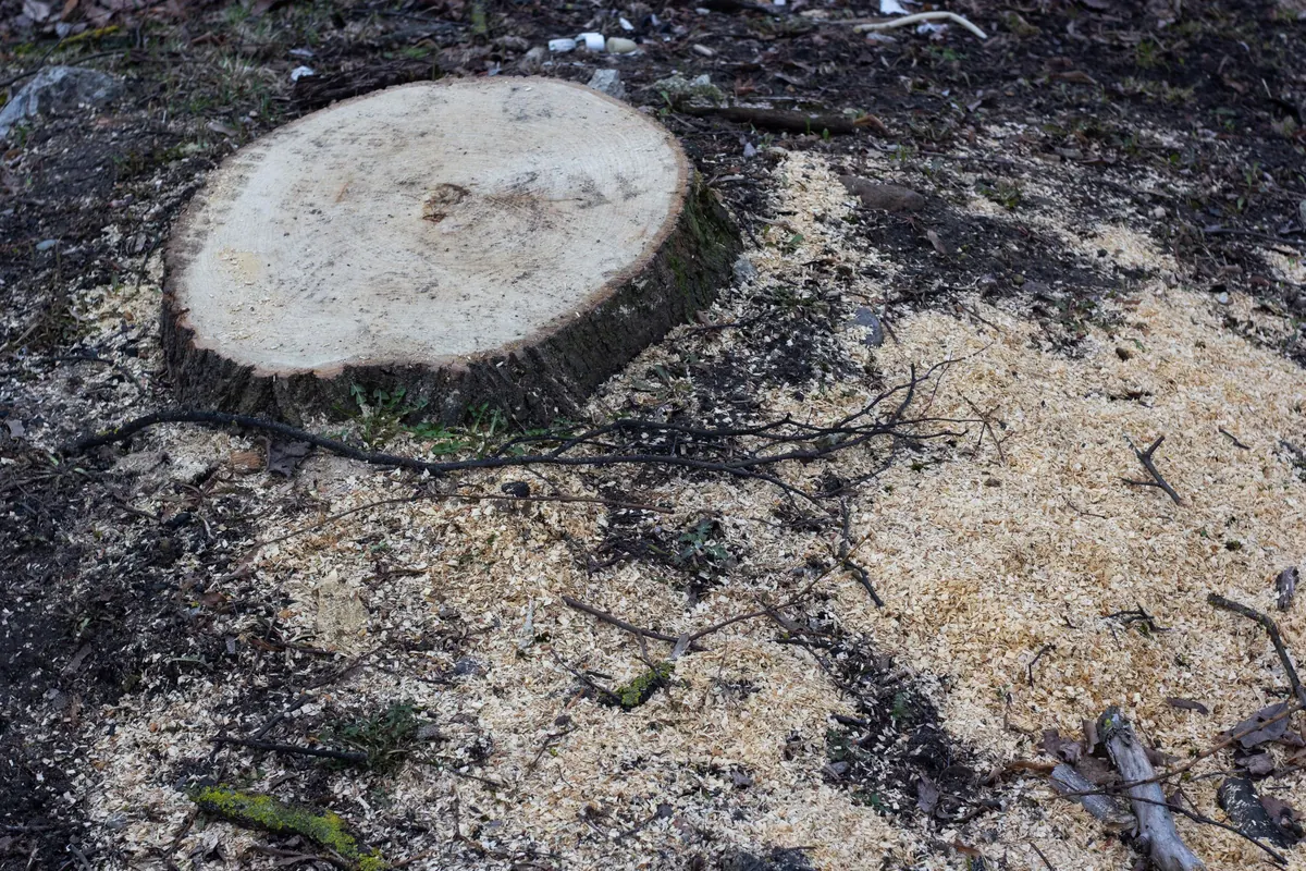 Tree stump cut low to the ground, surrounded by fresh sawdust