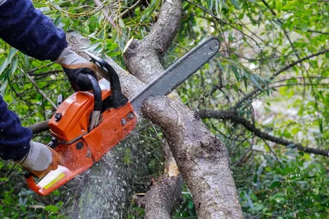 Chainsaw cutting through a limb during tree pruning