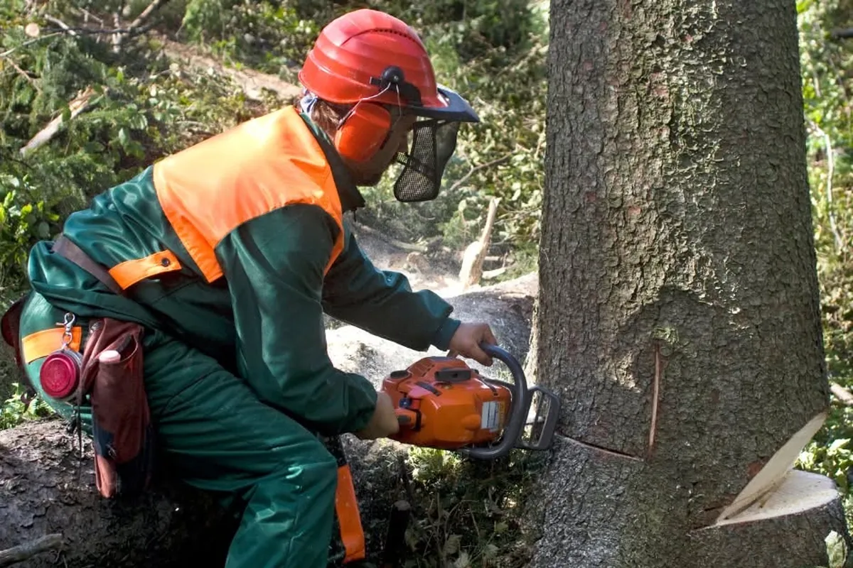 Arborist in a helmet and ear protection cutting a tree trunk with a chainsaw