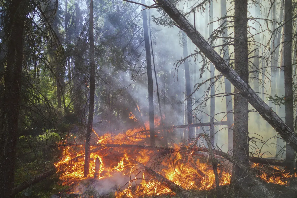 Wildfire burning through dry brush and fallen timber beneath forest trees